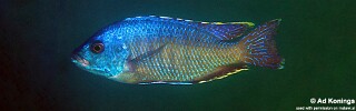 Otopharynx ovatus &#39;Boadzulu Island&#39;