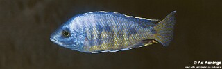 Otopharynx ovatus &#39;Chilucha Reef&#39;