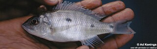 Otopharynx ovatus &#39;Mumbo Island&#39;