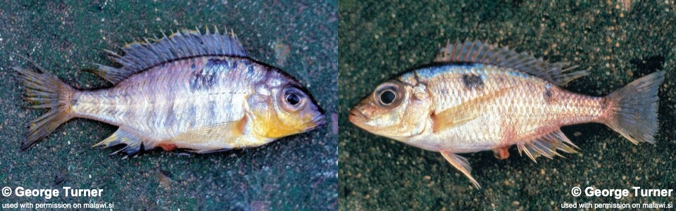 Otopharynx panniculus 'South East Arm'