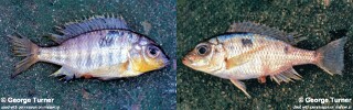 Otopharynx panniculus
