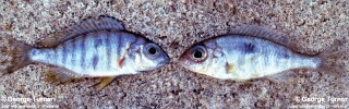 Otopharynx peridodeka