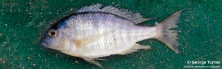 Otopharynx sp. &#39;argyrosoma deep&#39;