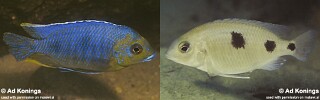 Otopharynx sp. &#39;auromarginatus goldhead&#39;