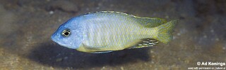 Otopharynx sp. &#39;auromarginatus jakuta&#39;