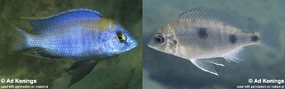 Otopharynx sp. &#39;auromarginatus mara&#39;