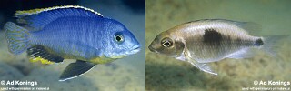 Otopharynx sp. &#39;auromarginatus margrette&#39;