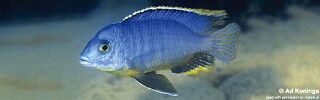 Otopharynx sp. &#39;auromarginatus margrette&#39; Likoma Island