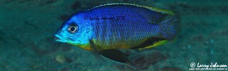 Otopharynx sp. &#39;auromarginatus margrette&#39; Maingano Island