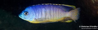 Otopharynx sp. &#39;auromarginatus margrette&#39; Mbamba Islands