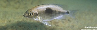 Otopharynx sp. &#39;auromarginatus margrette&#39; Ndomo Point