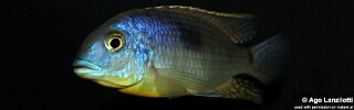Otopharynx sp. &#39;auromarginatus margrette&#39; (unknown locality)