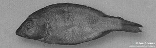 Otopharynx sp. &#39;blue flat-jaw&#39;
