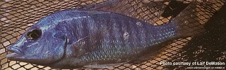 Otopharynx sp. &#39;blue longnose&#39;