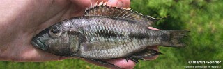 Otopharynx sp. &#39;brooksi nkhata&#39;