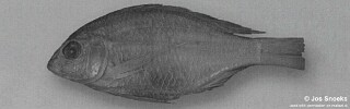 Otopharynx sp. &#39;circle&#39;