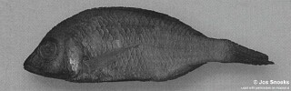 Otopharynx sp. &#39;golf-head blue&#39;