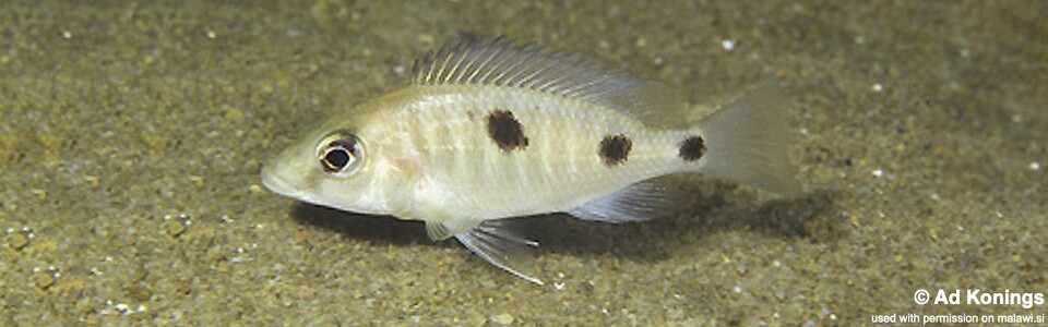Otopharynx sp. 'heterodon longnose' Hongi Island