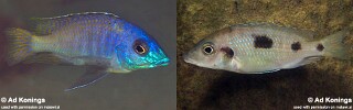 Otopharynx sp. &#39;heterodon longnose&#39;