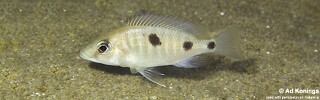 Otopharynx sp. &#39;heterodon longnose&#39; Hongi Island