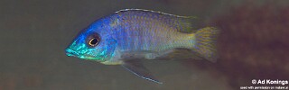 Otopharynx sp. &#39;heterodon longnose&#39; Lundo Island