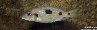 Otopharynx sp. &#39;heterodon longnose&#39; Thumbi Point