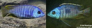 Otopharynx sp. &#39;heterodon nankumba&#39;