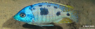 Otopharynx sp. &#39;heterodon nankumba&#39; Cape Maclear