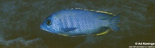 Otopharynx sp. &#39;heterodon nankumba&#39; Thumbi West Island