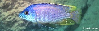 Otopharynx sp. &#39;heterodon nankumba&#39; Malawi NP