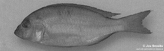 Otopharynx sp. &#39;round head&#39;