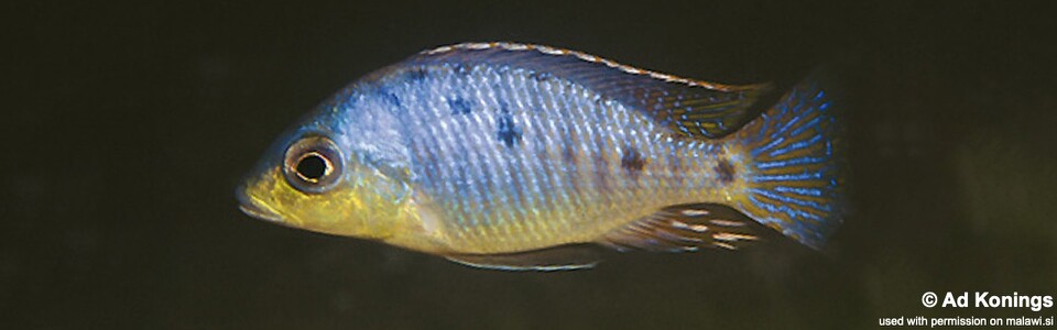 Otopharynx sp. 'spots' Chia