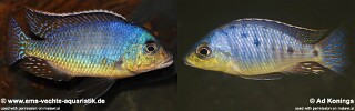 Otopharynx sp. &#39;spots&#39;