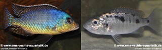 Otopharynx sp. &#39;spots&#39; Sani
