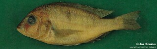 Otopharynx sp. &#39;tetraspilus molariform&#39;