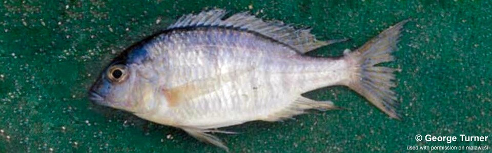 Otopharynx sp. 'argyrosoma deep' South East Arm