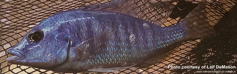 Otopharynx sp. 'blue longnose'