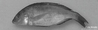 Otopharynx sp. &#39;elongate-spot tanzania&#39; Lutara Reef