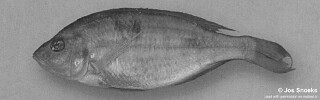 Otopharynx sp. &#39;flat jaw&#39; Senga Bay