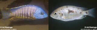 Otopharynx sp. &#39;heterodon boadzulu&#39; Boadzulu Island