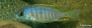 Otopharynx sp. &#39;heterodon ikombe&#39; Matema
