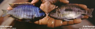 Otopharynx sp. &#39;heterodon likoma&#39; Likoma Island