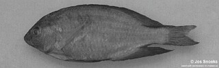 Otopharynx sp. &#39;high fin&#39; Nkhotakota