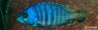 Otopharynx sp. &#39;ovatus likoma&#39; Membe Point