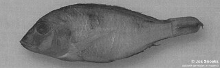 Otopharynx sp. &#39;red flat-jaw&#39; Kadango