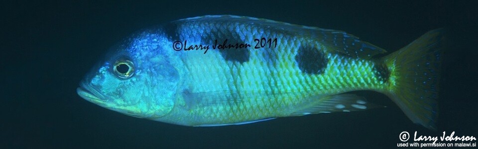 Otopharynx speciosus 'Nkhomo Reef'
