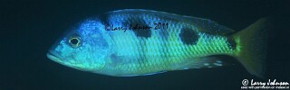 Otopharynx speciosus &#39;Nkhomo Reef&#39;