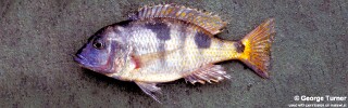 Otopharynx speciosus &#39;South East Arm&#39;