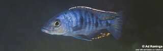 Otopharynx spelaeotes &#39;Jalo Reef&#39;