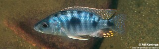 Otopharynx spelaeotes &#39;Makonde&#39;